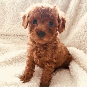 Meet your Posher, April